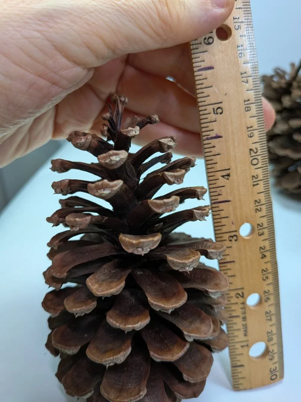 30 Natural Pinecones Lot 3